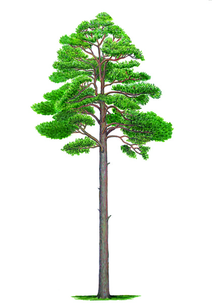 Pine (Pinus sylvestris)