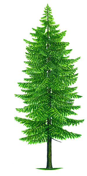 Spruce (Picea abies)